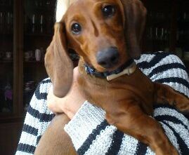 phoca_thumb_l_2017-04-03-1534