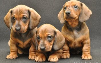 phoca_thumb_l_jzvkut16_095