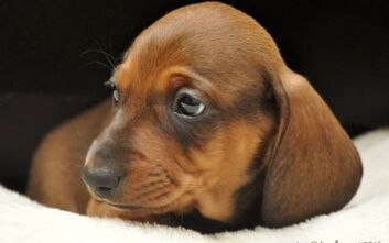 phoca_thumb_l_jzvkut16_114