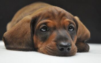 phoca_thumb_l_jzvkut16_136