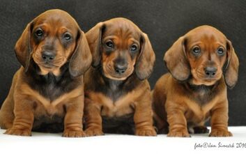 phoca_thumb_l_jzvkut16_168