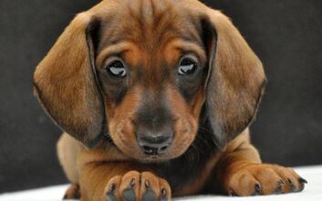 phoca_thumb_l_jzvkut16_1291