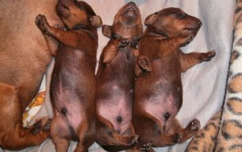 phoca_thumb_l_pa260518