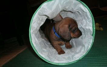 phoca_thumb_l_pb190592