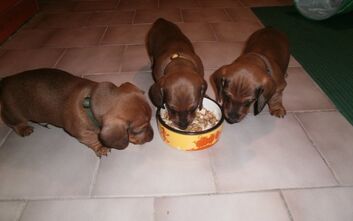 phoca_thumb_l_pb190612