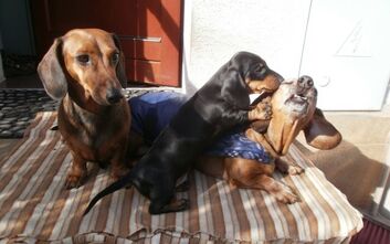 phoca_thumb_l_p3090726