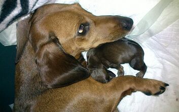 phoca_thumb_l_2015-01-24-502