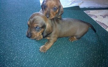 phoca_thumb_l_2015-02-16-689