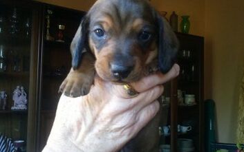 phoca_thumb_l_2015-02-16-707