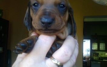 phoca_thumb_l_2015-02-16-709