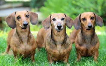 phoca_thumb_l_erven2016