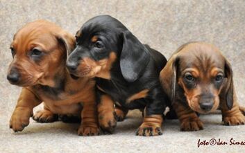 phoca_thumb_l_jzvz.k.0111