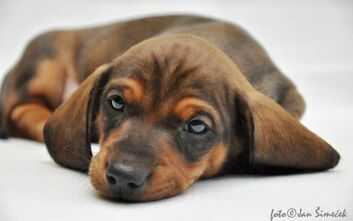 phoca_thumb_l_jzvz.k.118