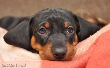 phoca_thumb_l_jzvz.k.152