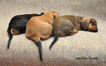 phoca_thumb_l_jzvz.k.173