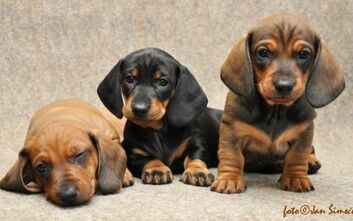 phoca_thumb_l_jzvz.k.1962