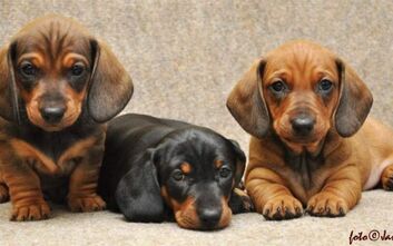 phoca_thumb_l_jzvz.k.2051