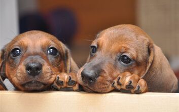 Prvniprofesionalnifoceniholek1zari2010