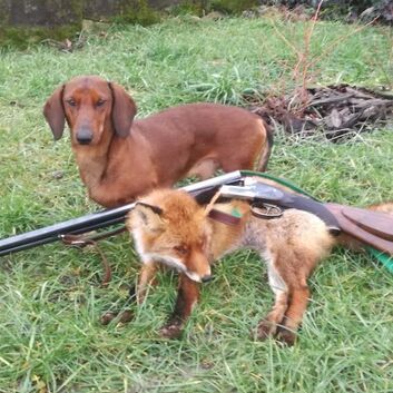 Ch. Armin od Kutilky