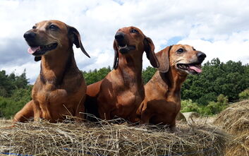 Lotka, Catina, Luisa