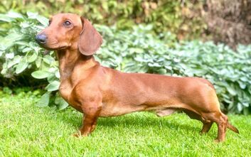 Výstavní úspěchy našich odchovů