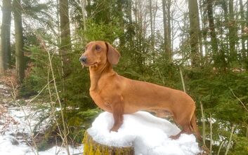 Úspěchy ročního Dragunowa