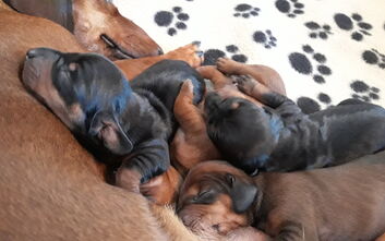 Štěňata jsou na světě!