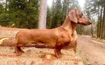 Duben začal pro naše odchovy úspěšně