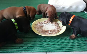 Jak rostou štěňata z vrhu E?