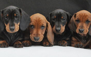 Štěňata z vrhu E jsou v nových domovech