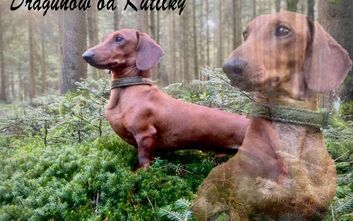 Novinky od Dragunowa (Degenharta)