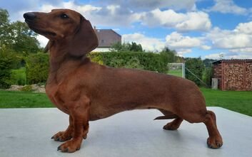 Dorka splnila podmínky pro uchovnění