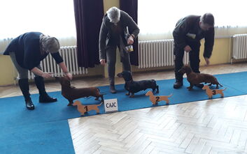 Klubová výstava Holýšov 2023