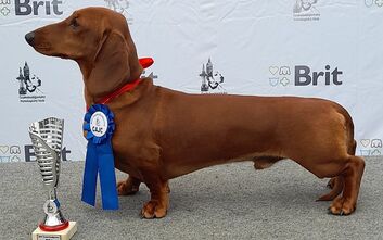 Na mezinárodní výstavě v Českých Budějovicích