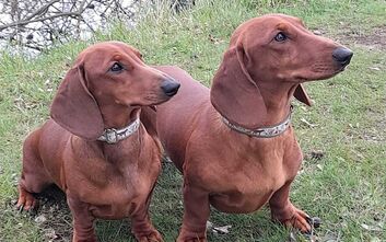 První zkoušky naší mládeže z vrhu E