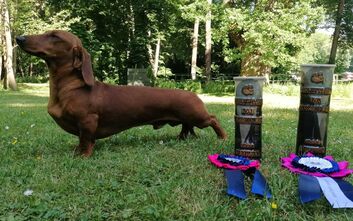 Klubová výstava Konopiště a Dragunow norníkem