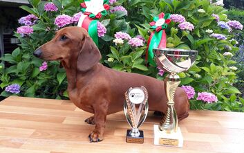 Výstavní úspěchy v Klatovech a Netolicích