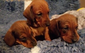 Našim štěňátkům jsou čtyři týdny