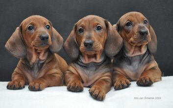 Štěňata jsou u nových majitelů