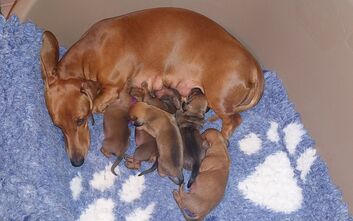 Štěňata z vrhu G jsou na světě!