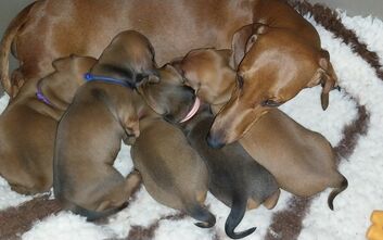 Šťěňátkům jsou tři týdny