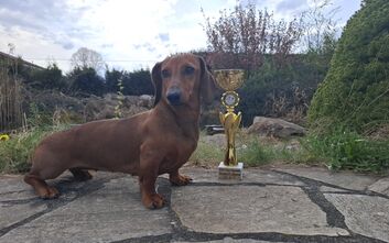 Velký úspěch Dorky v Maďarsku