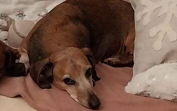 Rozloučení s Lotynkou