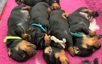 Elizabet má svá první štěňata